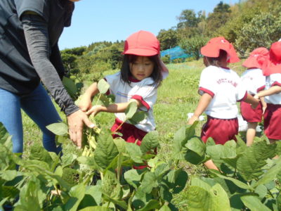 枝豆の収穫　（3歳児　めろん組）