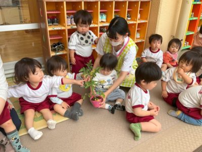 ミニトマト・オクラの苗植え挑戦！