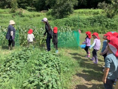 とうもろこしの収穫